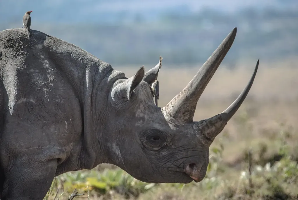 Kenia – co warto zobaczyć?